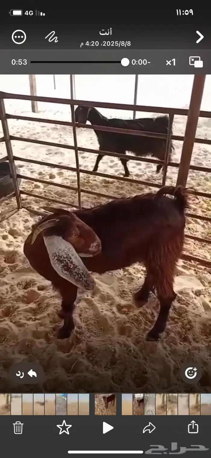 للبيع جمده فل الفل 0