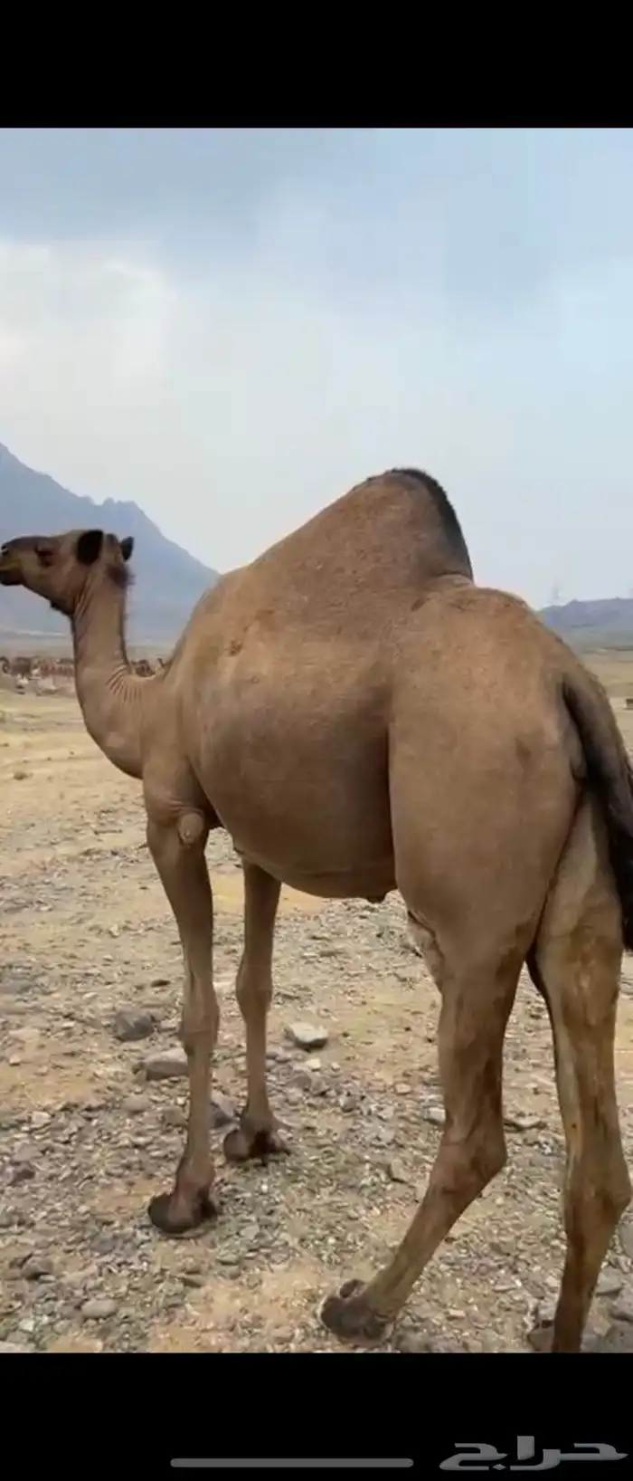 للبيع ناقه حايل 2