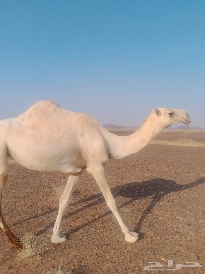 بعير للبيع 7