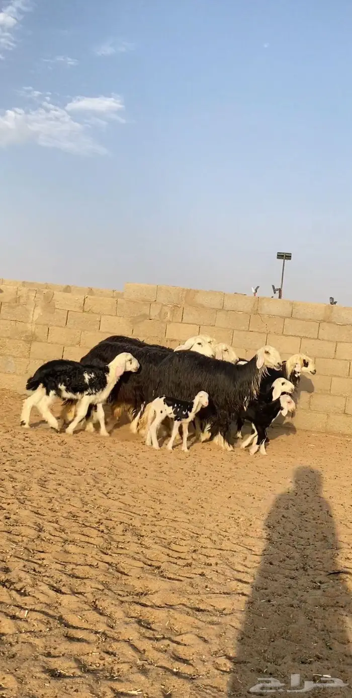 رخال نجد خلفات العدد 5 ت 5 0