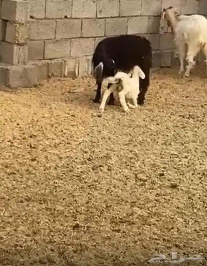 عنز ثنيه رايمه طلي 0