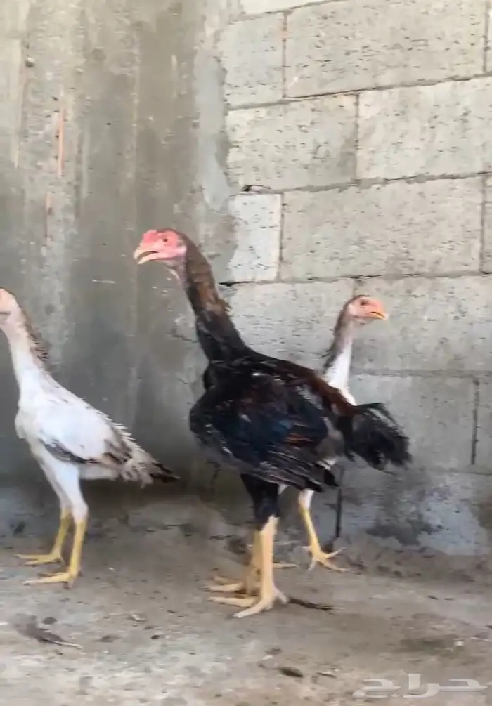 دجاج شامو ياباني 3