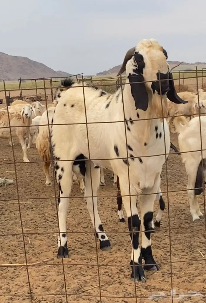 تيس مشروع فحل( تم البيع ) 1