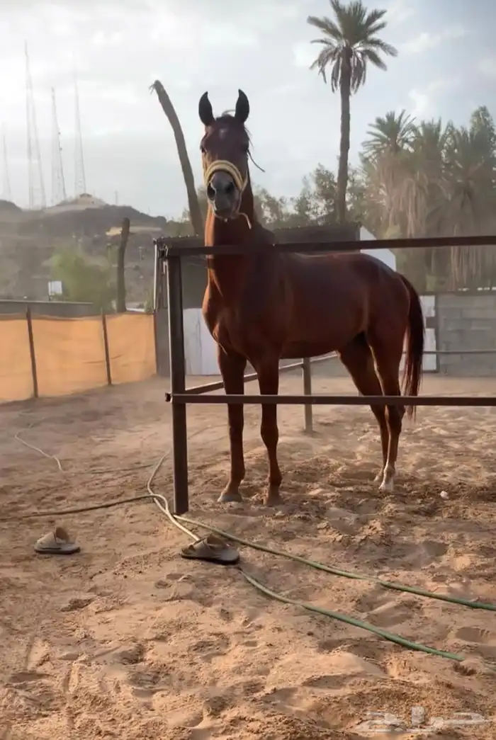 حصان شعيي 0