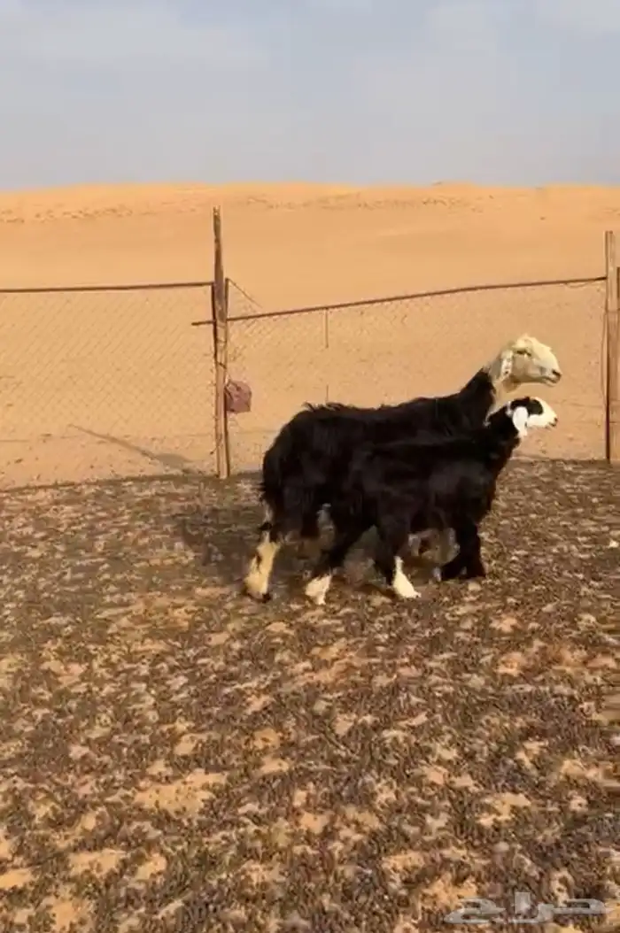 شاه معها بنتها ذبيحه و مضرع 0