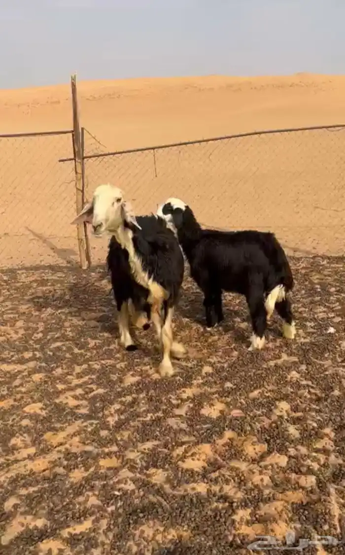 شاه معها بنتها ذبيحه و مضرع 1