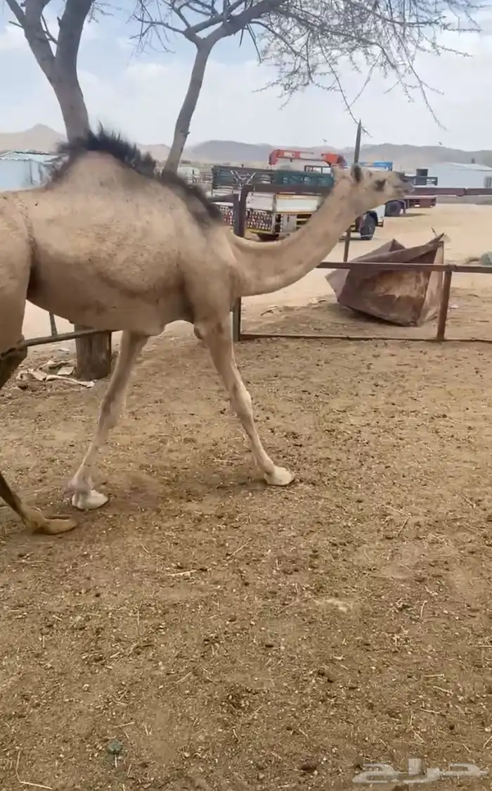 بكره لبيع على الحليب برسيم 1