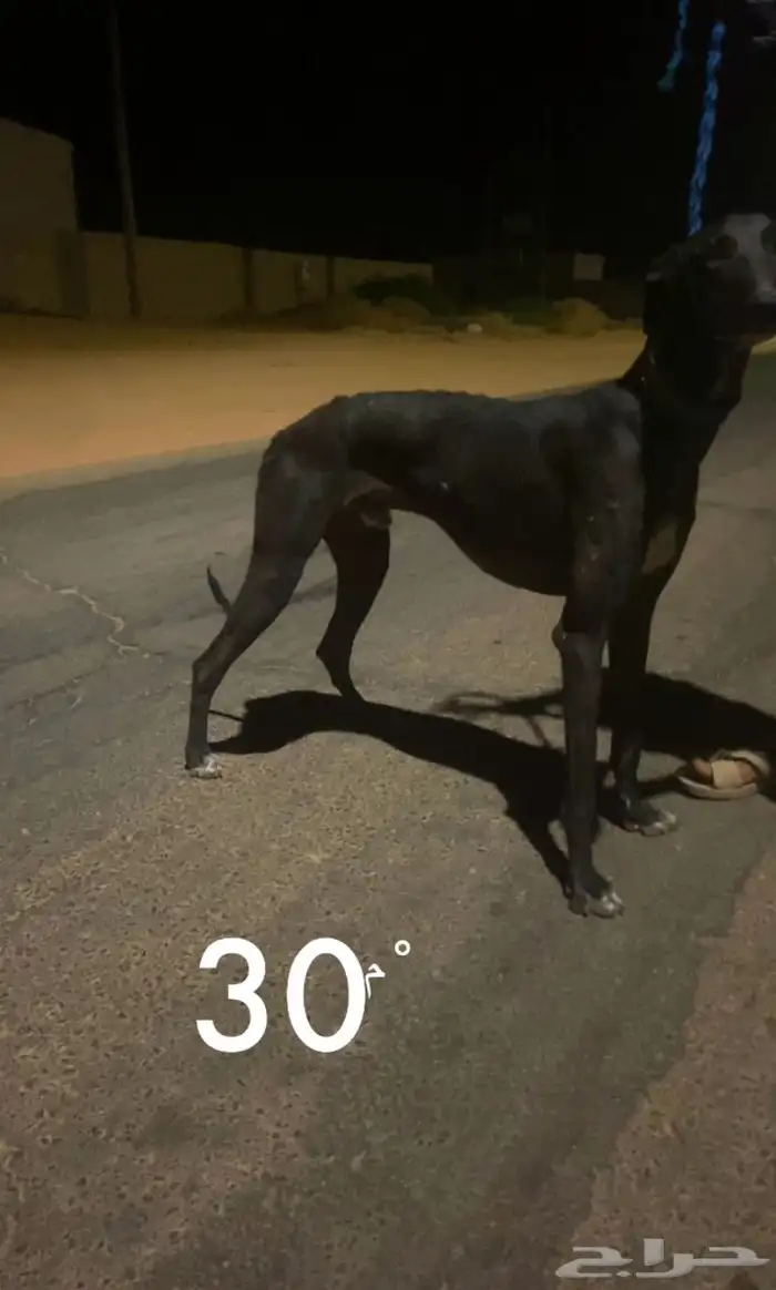سلوقي سلقه 0