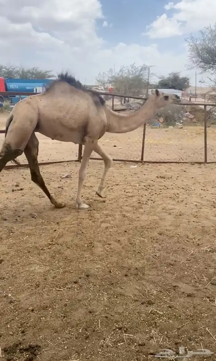 بكره لبيع على الحليب برسيم 0