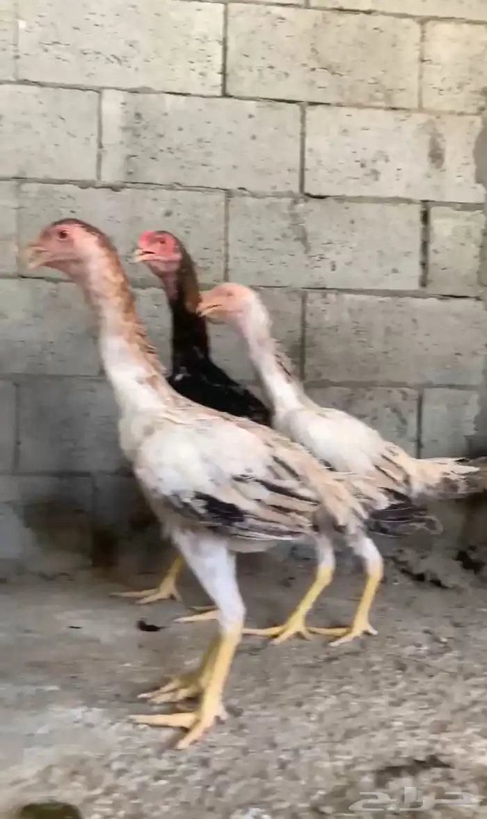 دجاج شامو ياباني 2