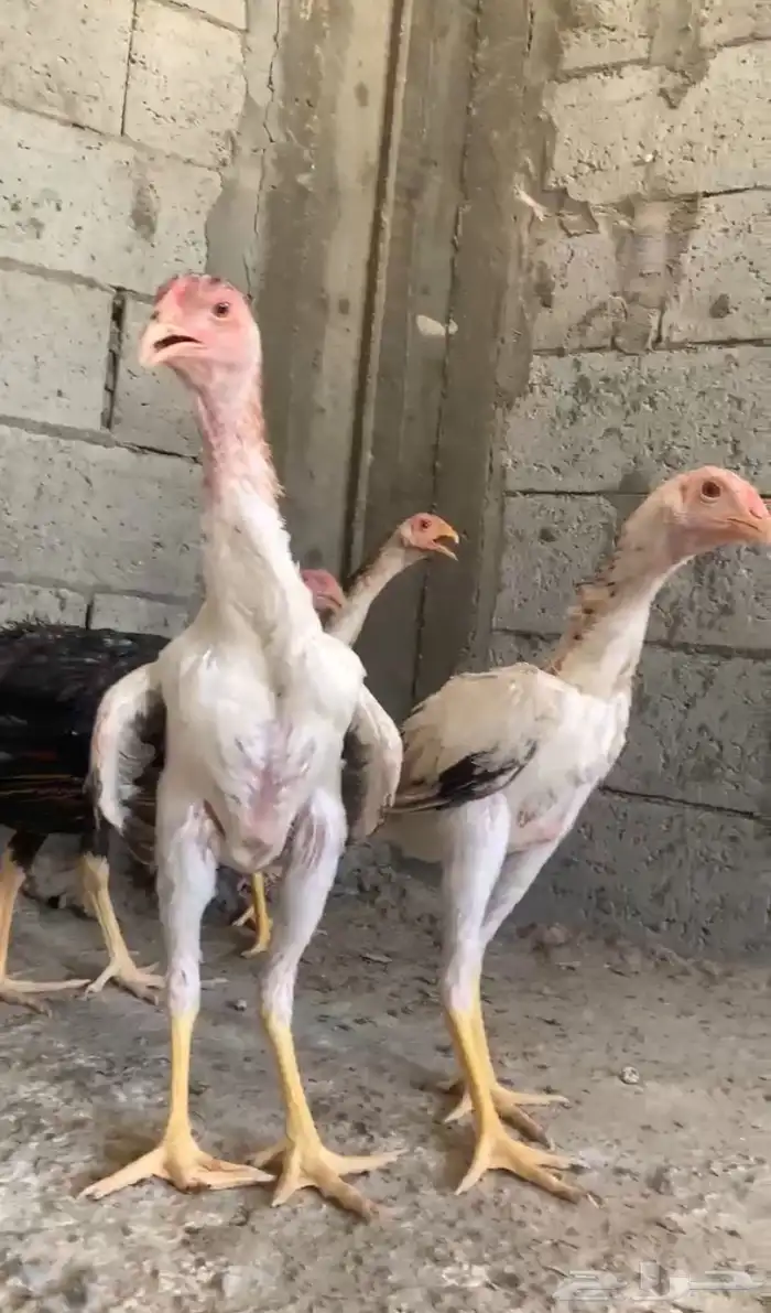 دجاج شامو ياباني 0