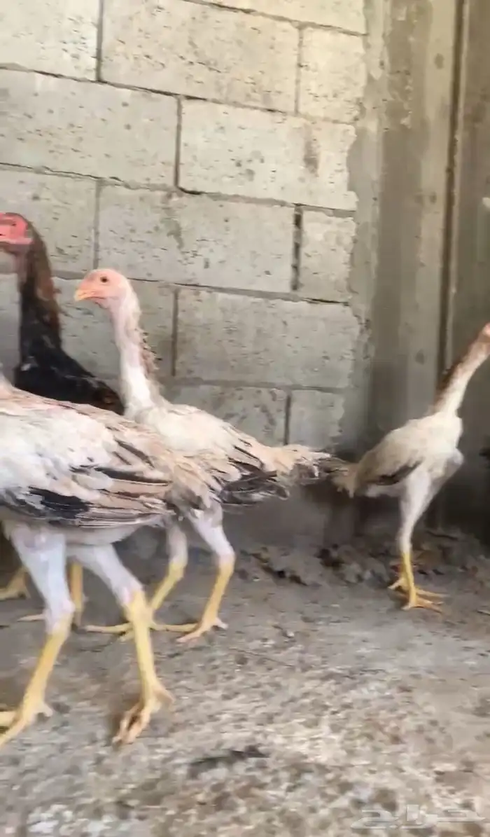 دجاج شامو ياباني 1