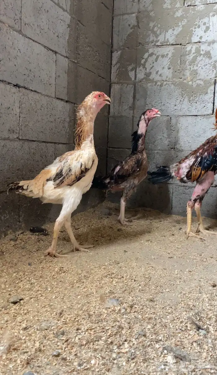 للبيع دجاج شامو ياباني 1