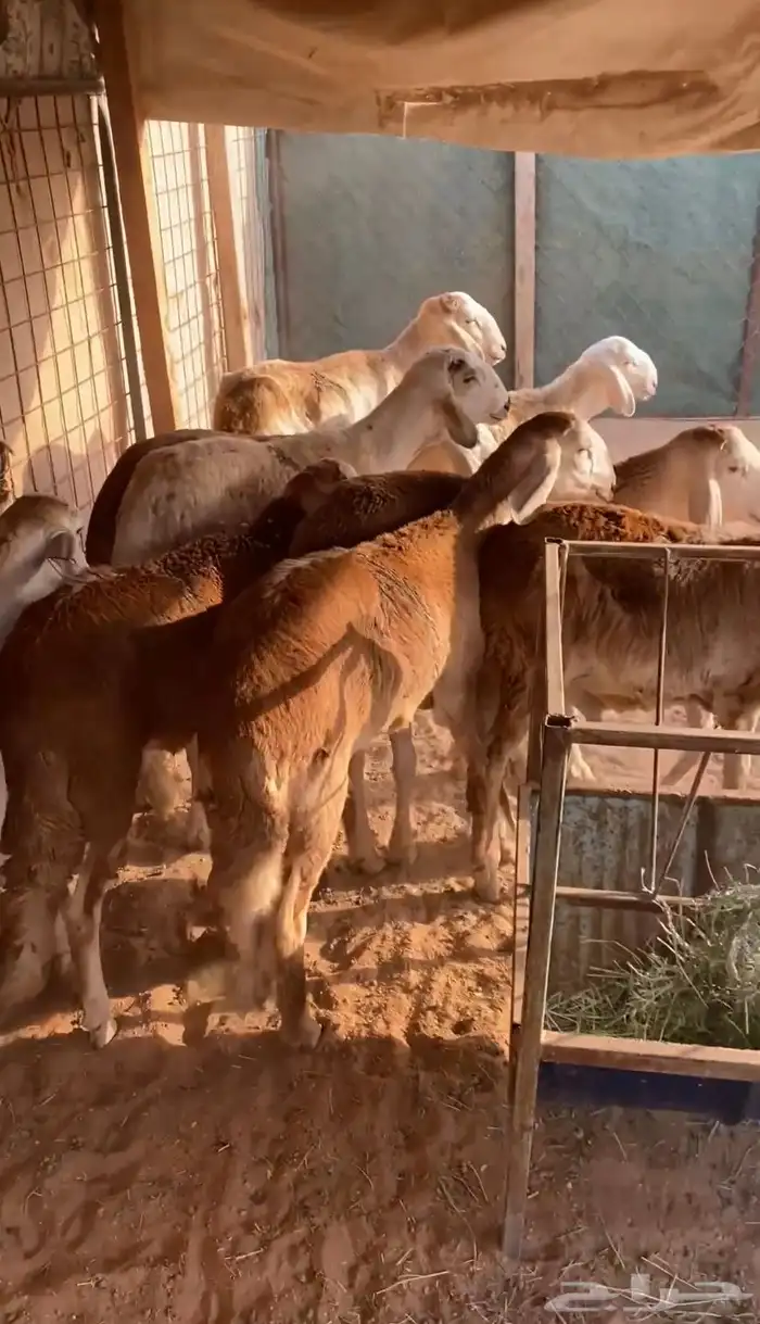 سواكن تربيه العدد 10 0