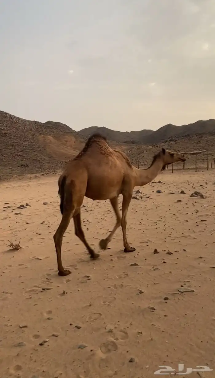 بكار لقايح ساحليات. تم اللبيع 5
