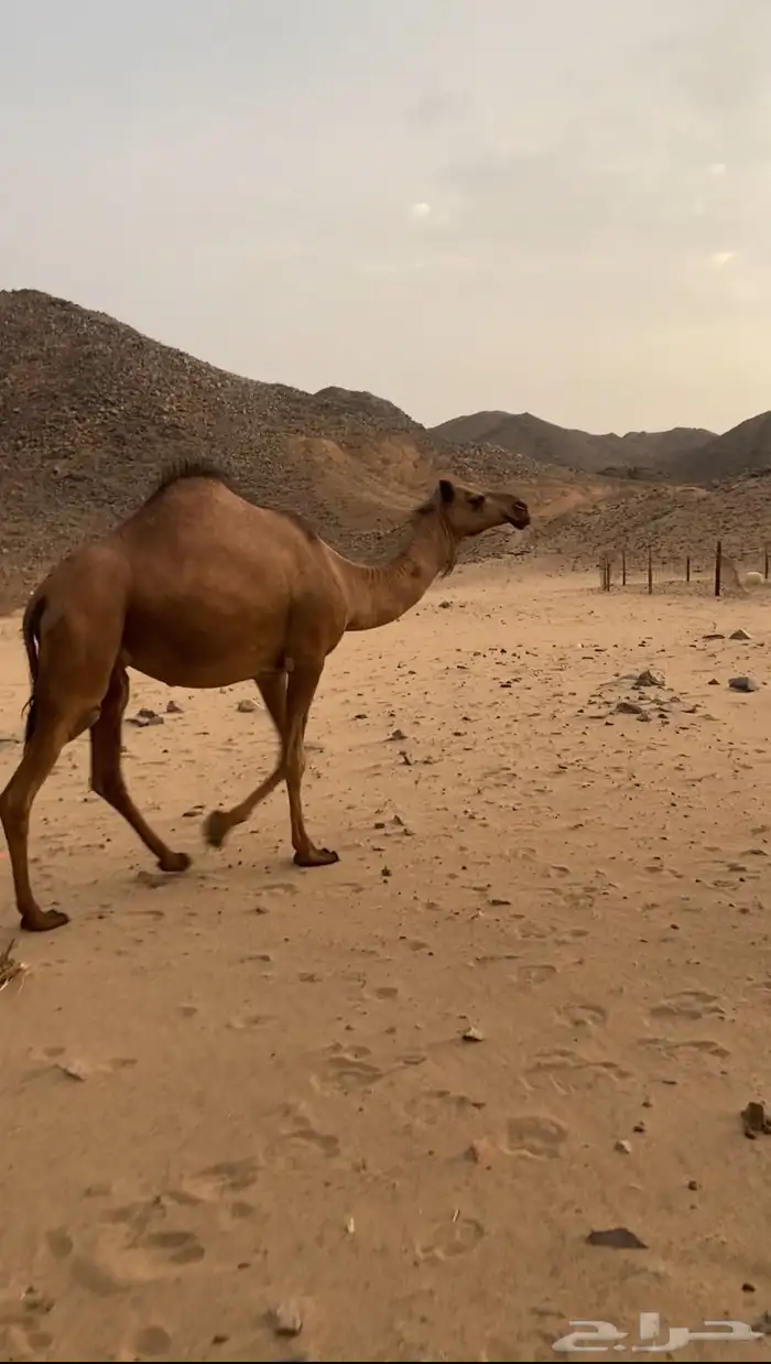 بكار لقايح ساحليات. تم اللبيع 4
