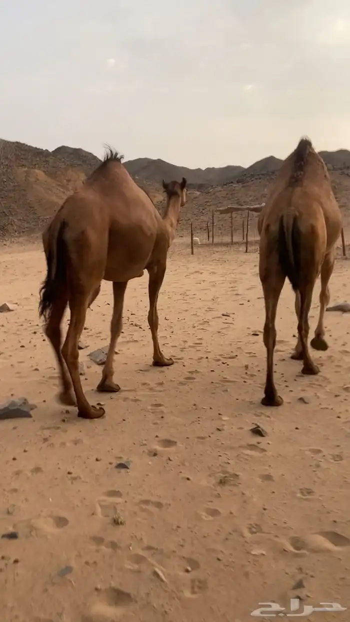بكار لقايح ساحليات. تم اللبيع 3