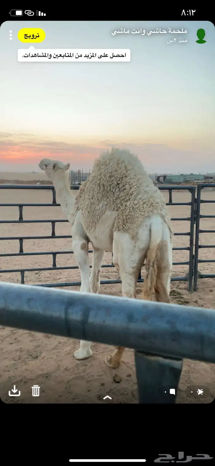 حوار لباني بالملحمة الان 0