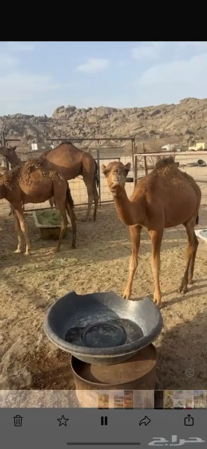 حشو قعدان للبيع 3