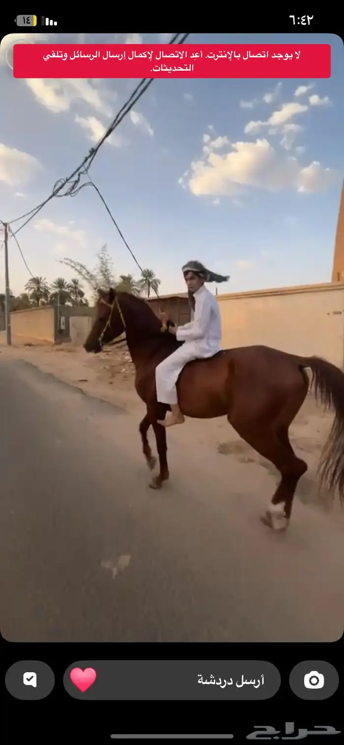 حصان شعيي 3