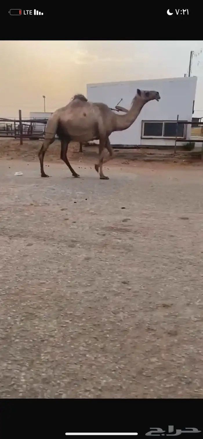 للبيع القحه الصفر 0