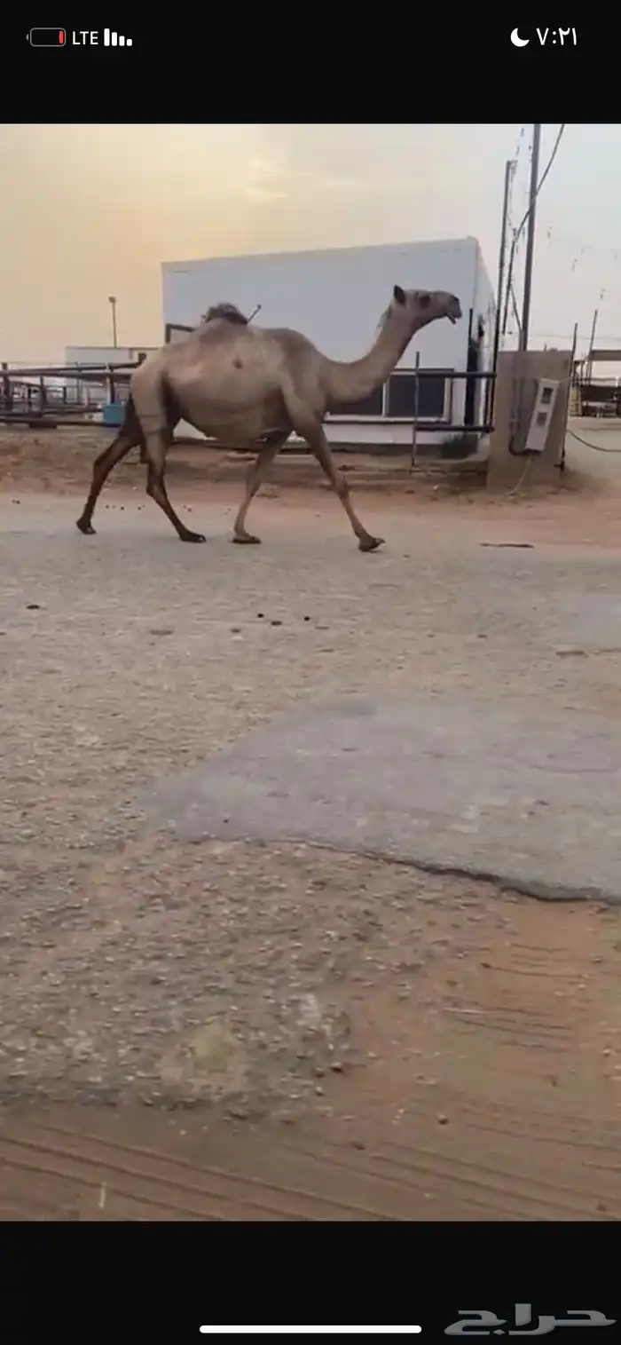 للبيع القحه الصفر 1