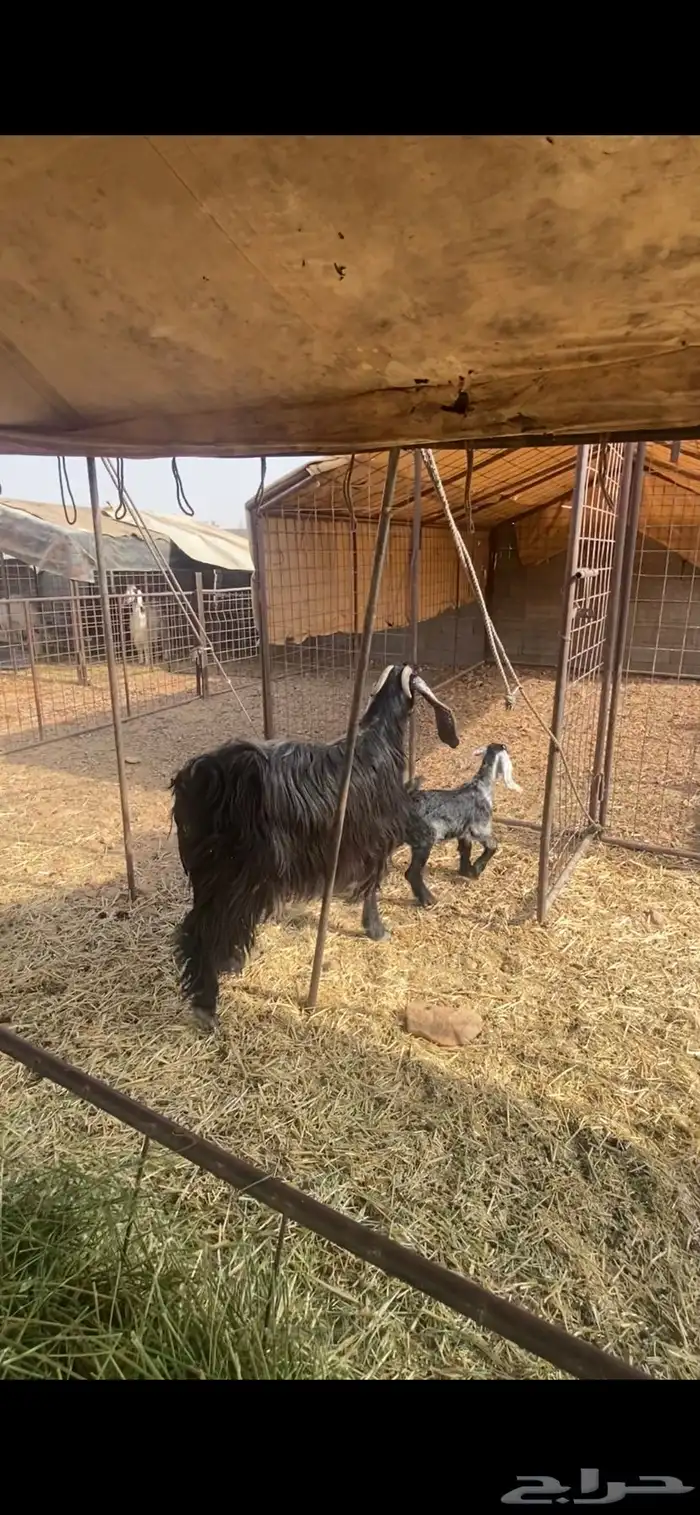 بهم حري عنز والد 7