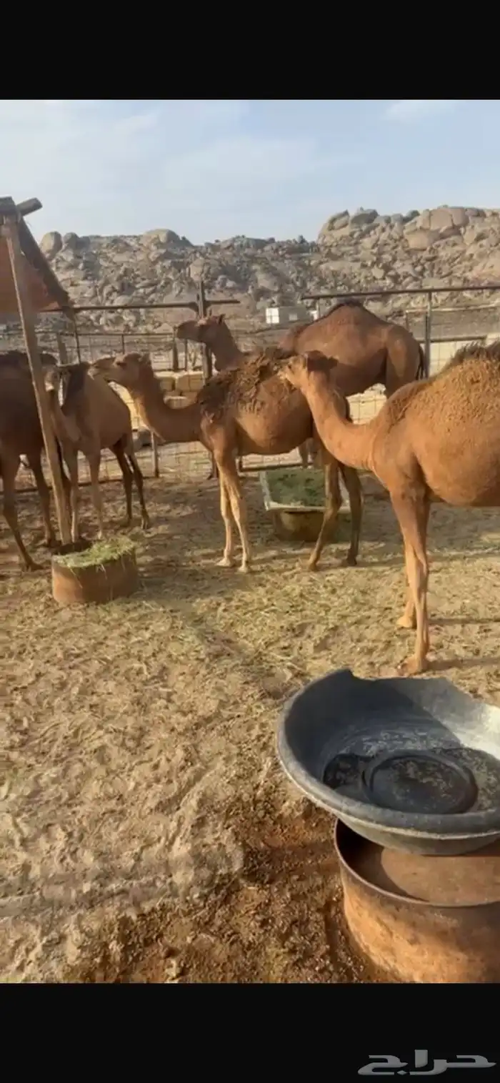 حشو قعدان للبيع 4