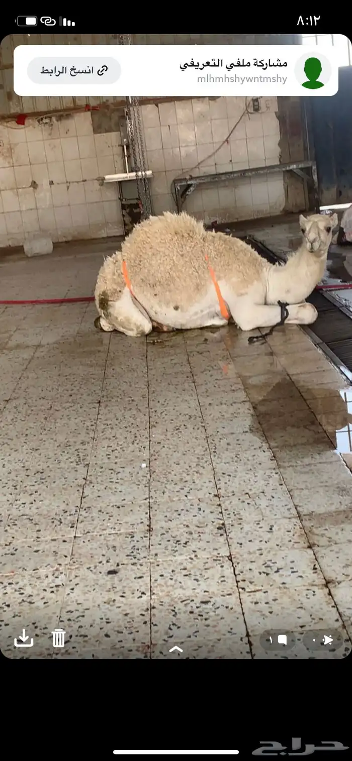 حوار لباني بالملحمة الان 1