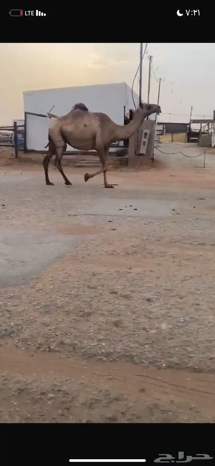 للبيع القحه الصفر 2