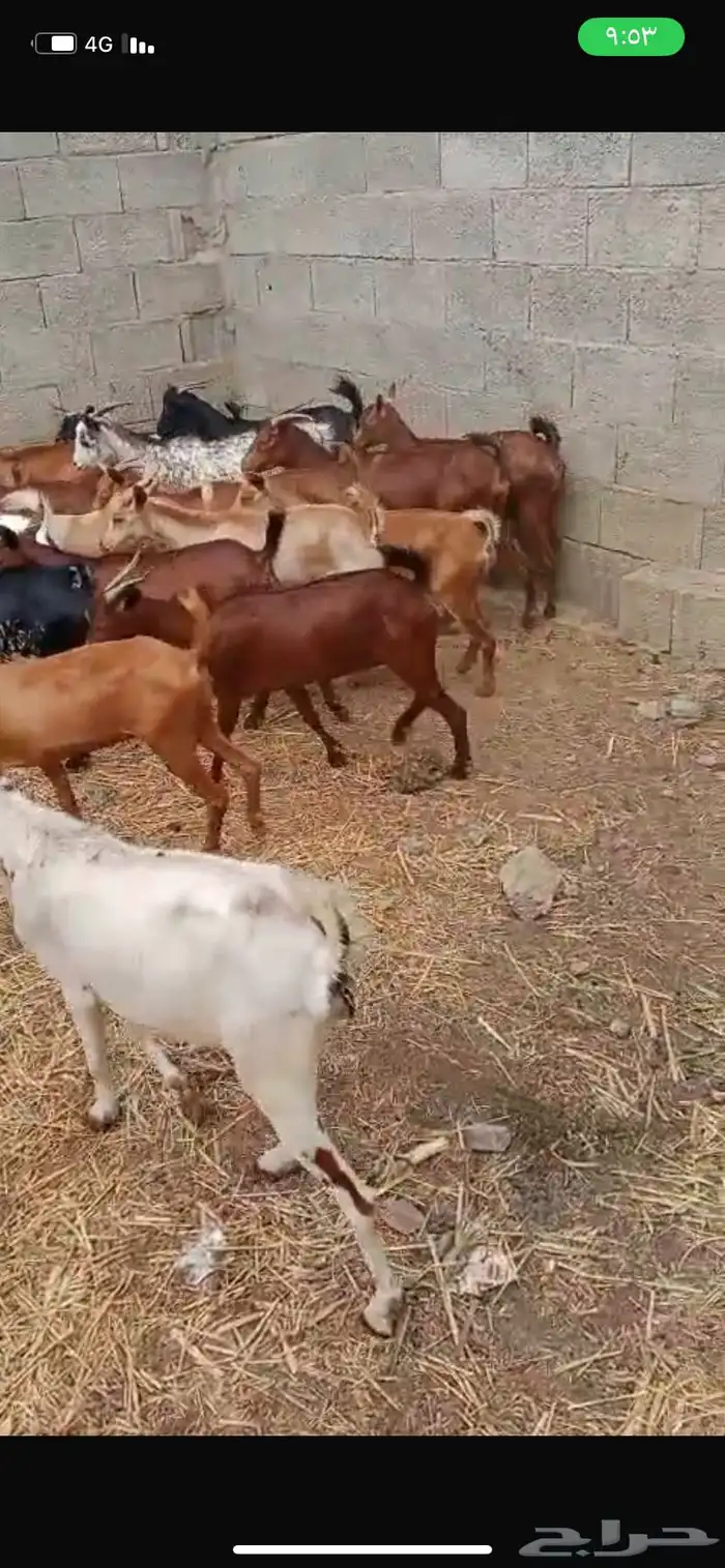 غنم بلدي ممتاز سليم من الامراض 1