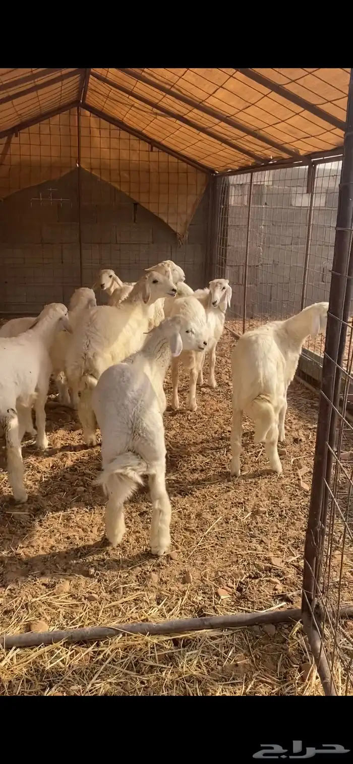 بهم حري عنز والد 0