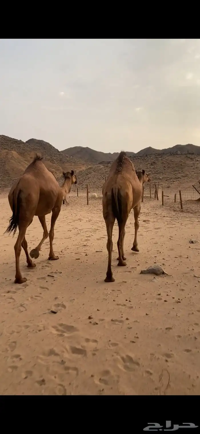 بكار لقايح ساحليات. تم اللبيع 2