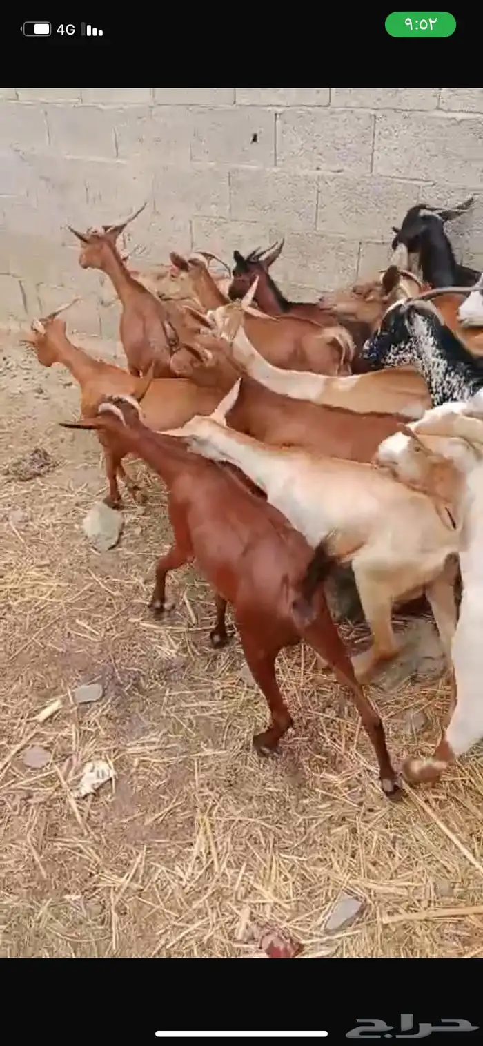 غنم بلدي ممتاز سليم من الامراض 2
