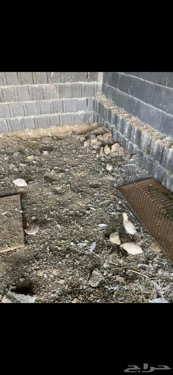 دجاج وسمان وحمام و قماري على السوم 6
