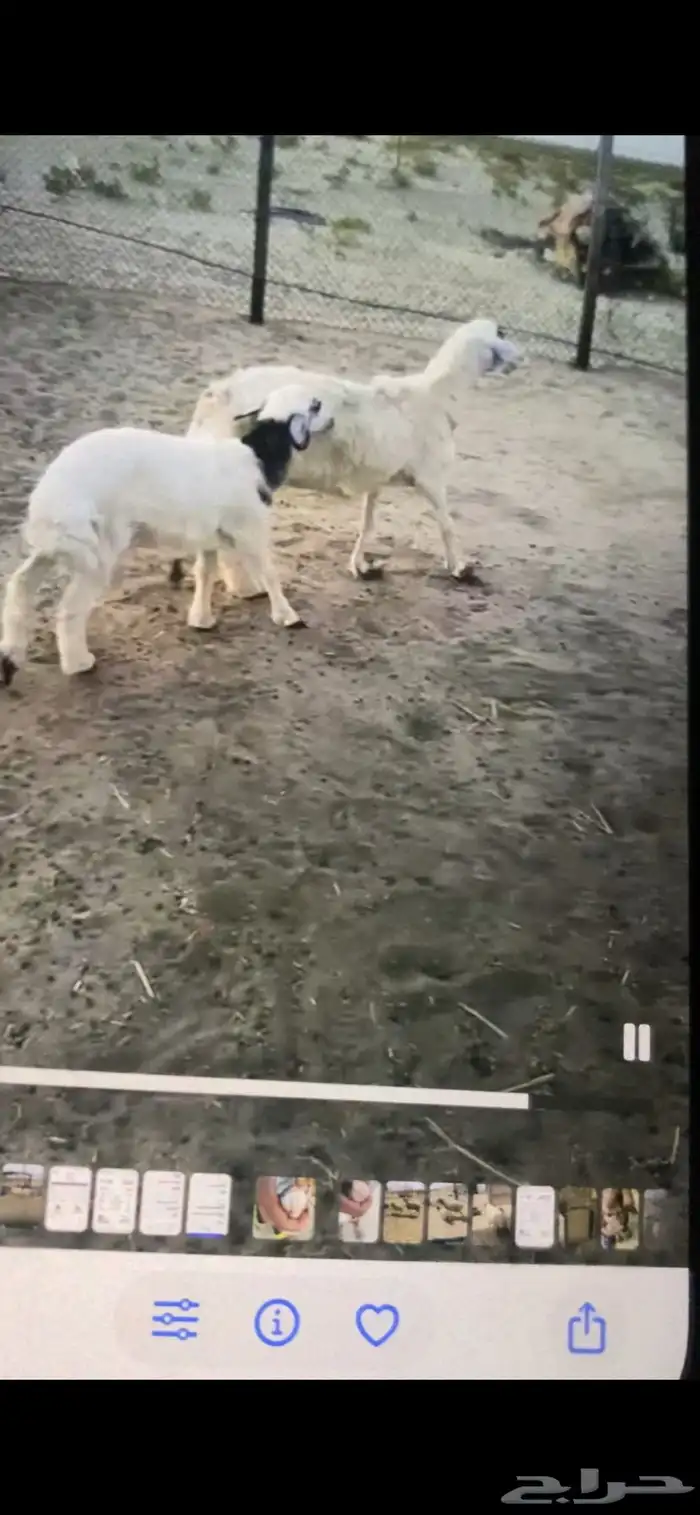 صافه تحتها رخل فل العمر فوق شهرين ديد سلم سوم 2050 2