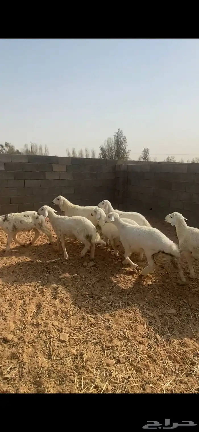 بهم حري عنز والد 2