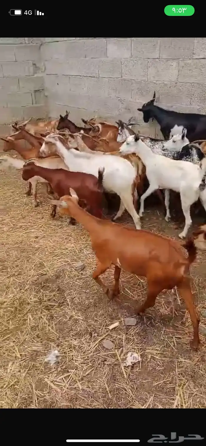 غنم بلدي ممتاز سليم من الامراض 3