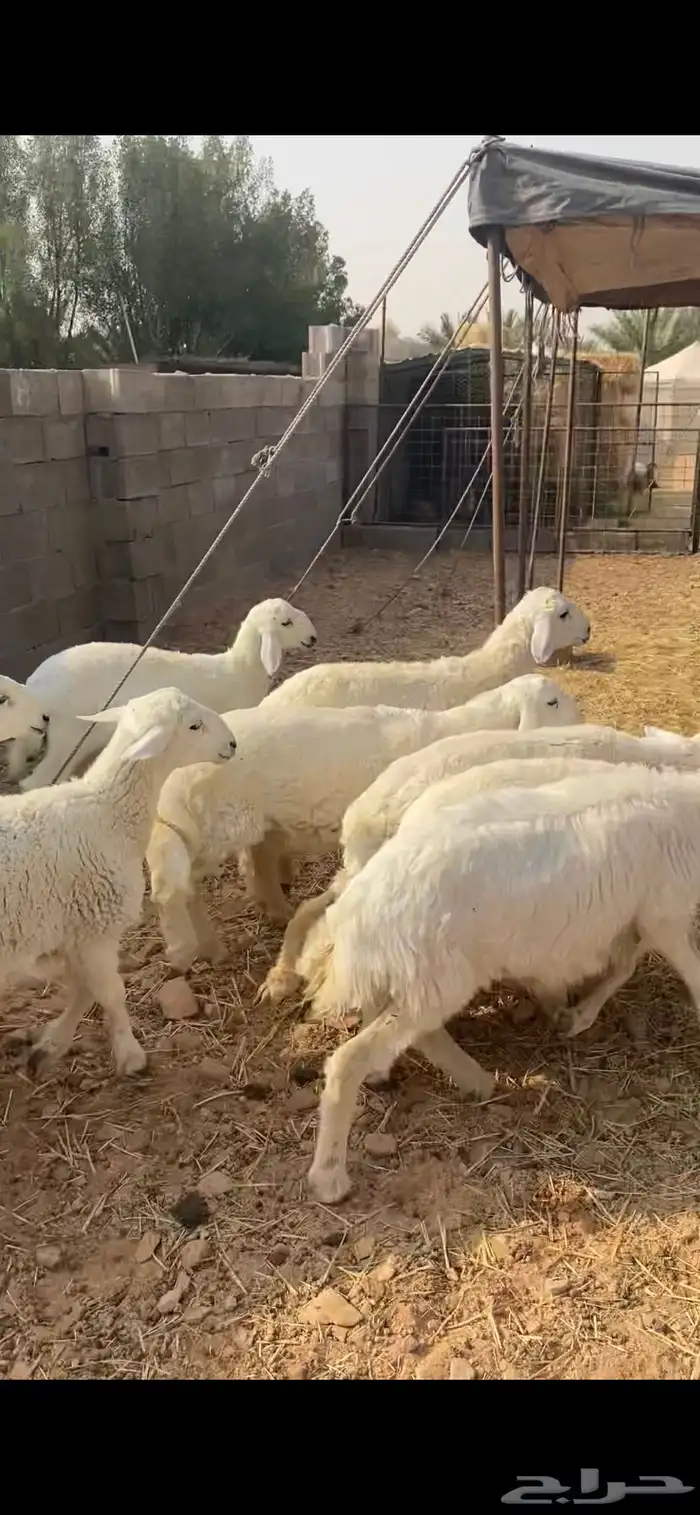 بهم حري عنز والد 4