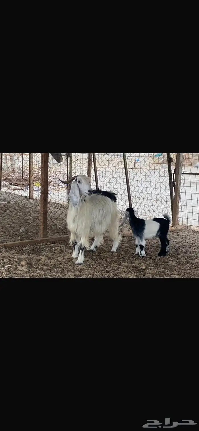 عنز عارضيه خلفه 6