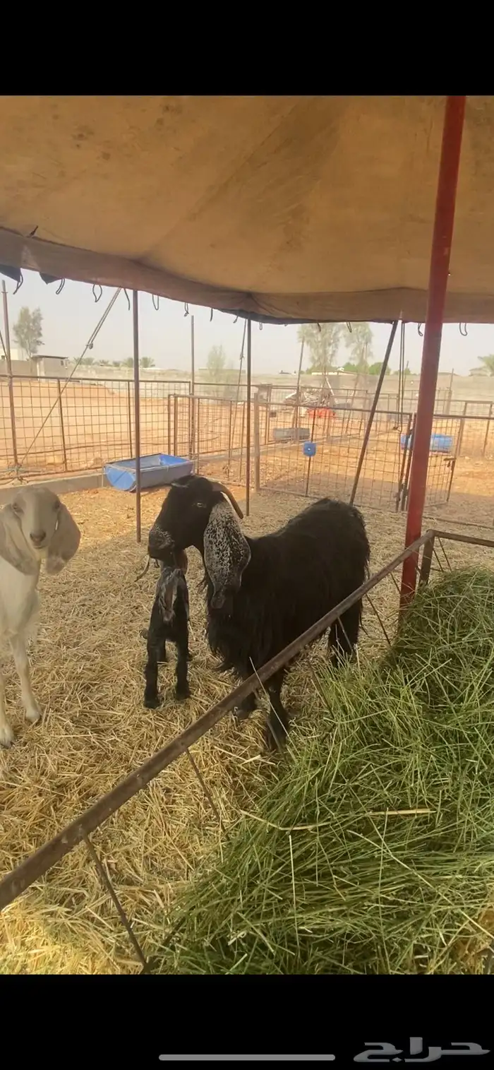 بهم حري عنز والد 5