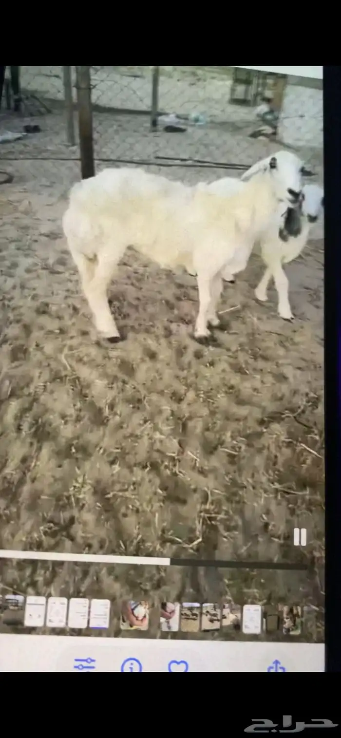 صافه تحتها رخل فل العمر فوق شهرين ديد سلم سوم 2050 0