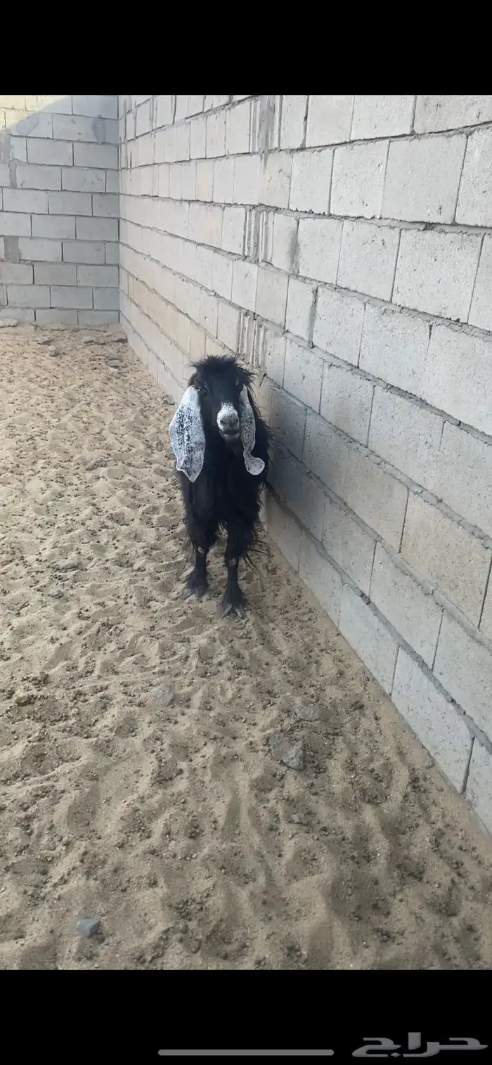 عنز دافع للبيع 1