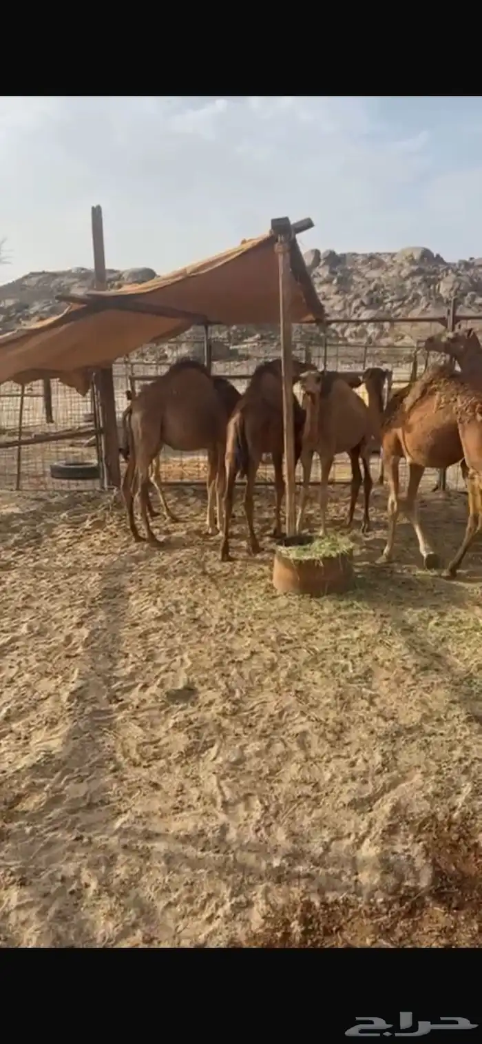 حشو قعدان للبيع 1