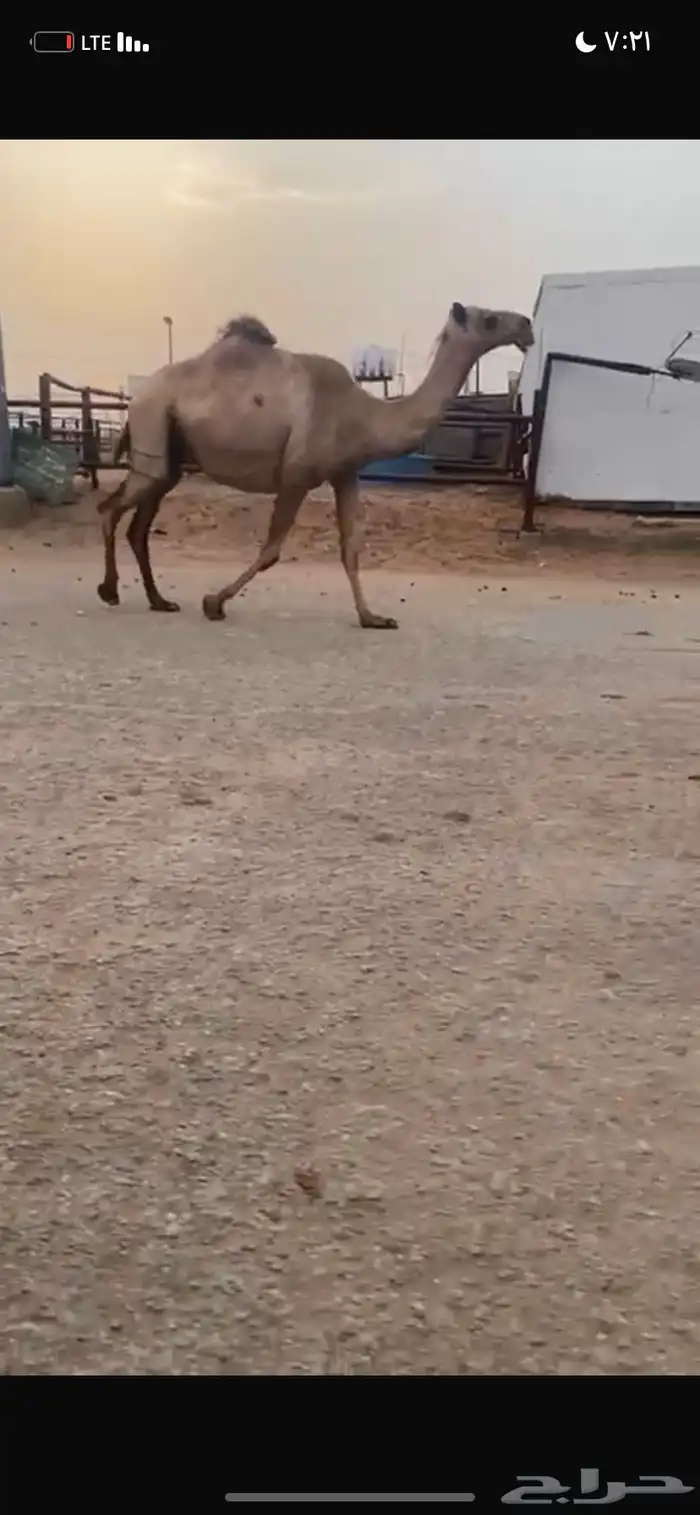 للبيع القحه الصفر 3