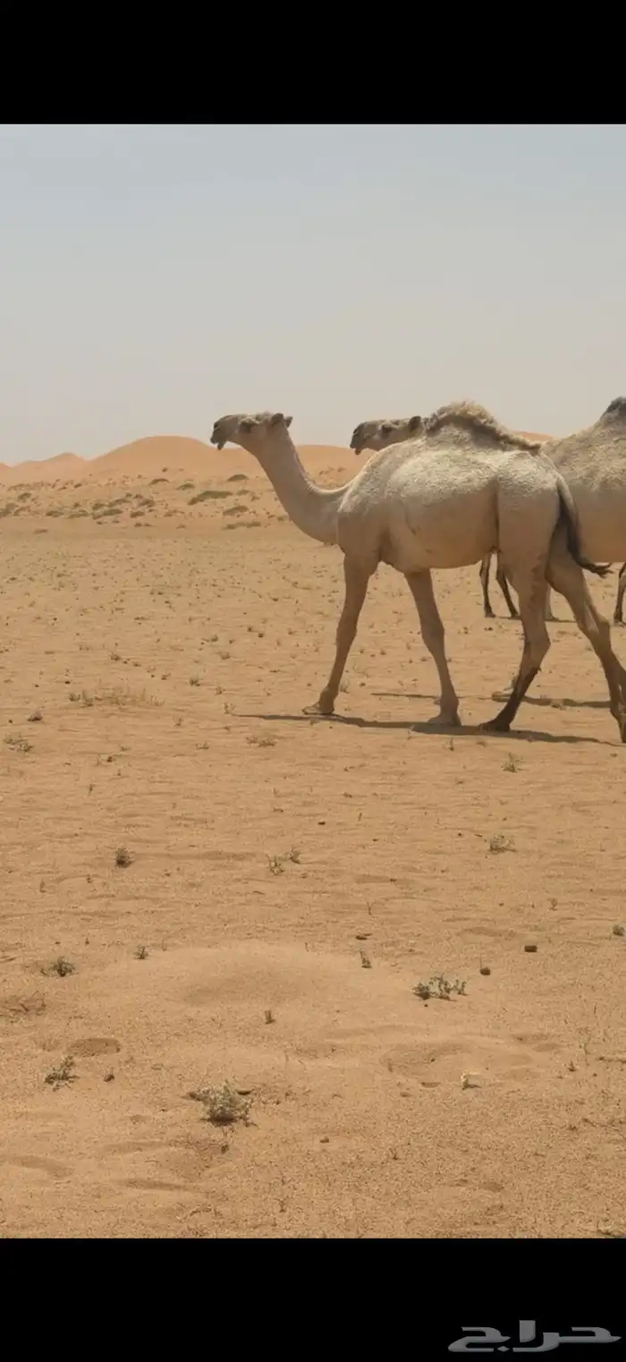 قعود مفرود عوني جدة الأمير بعير هزاع جزاء الرويس 0