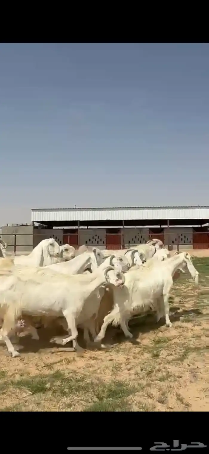 مشاريك فاخره ب الفحل خصم 5