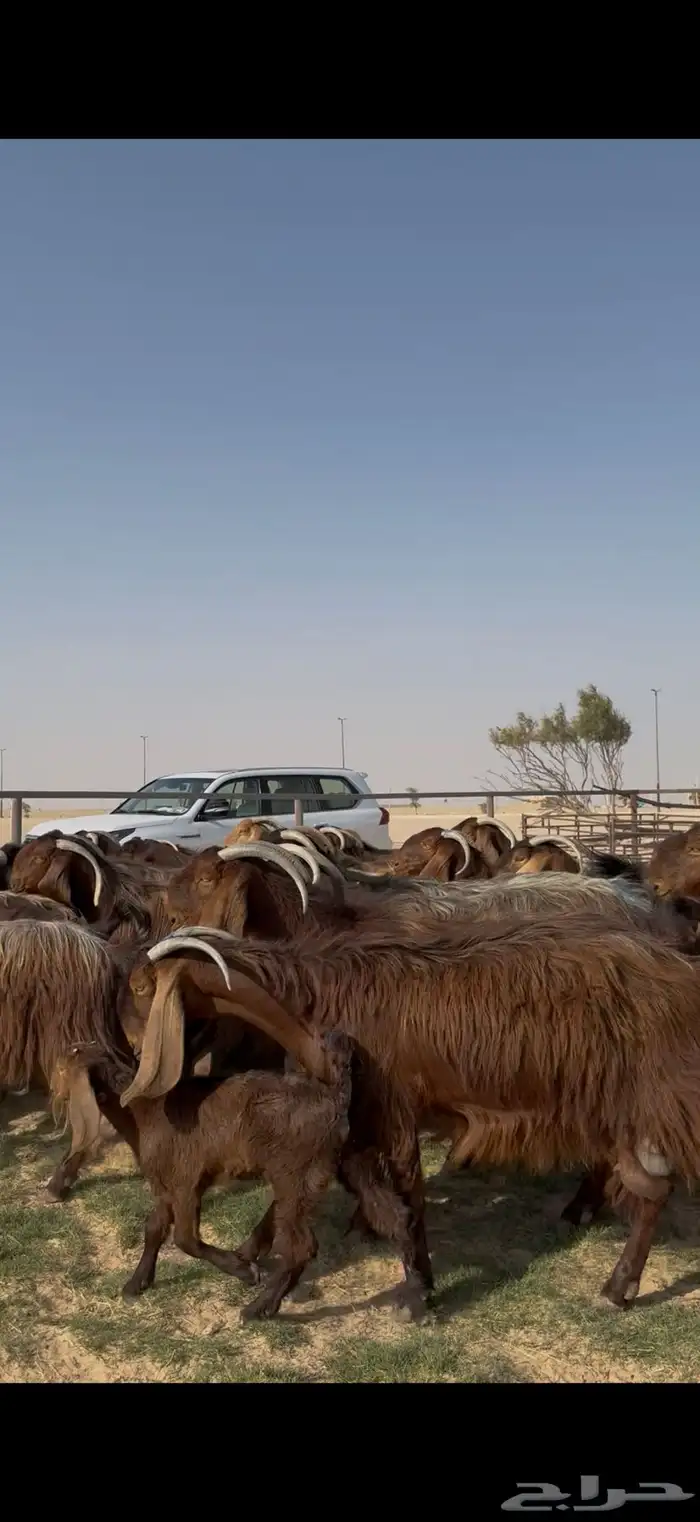 مراح قبرصيات نوادر تبارك الرحمن 5