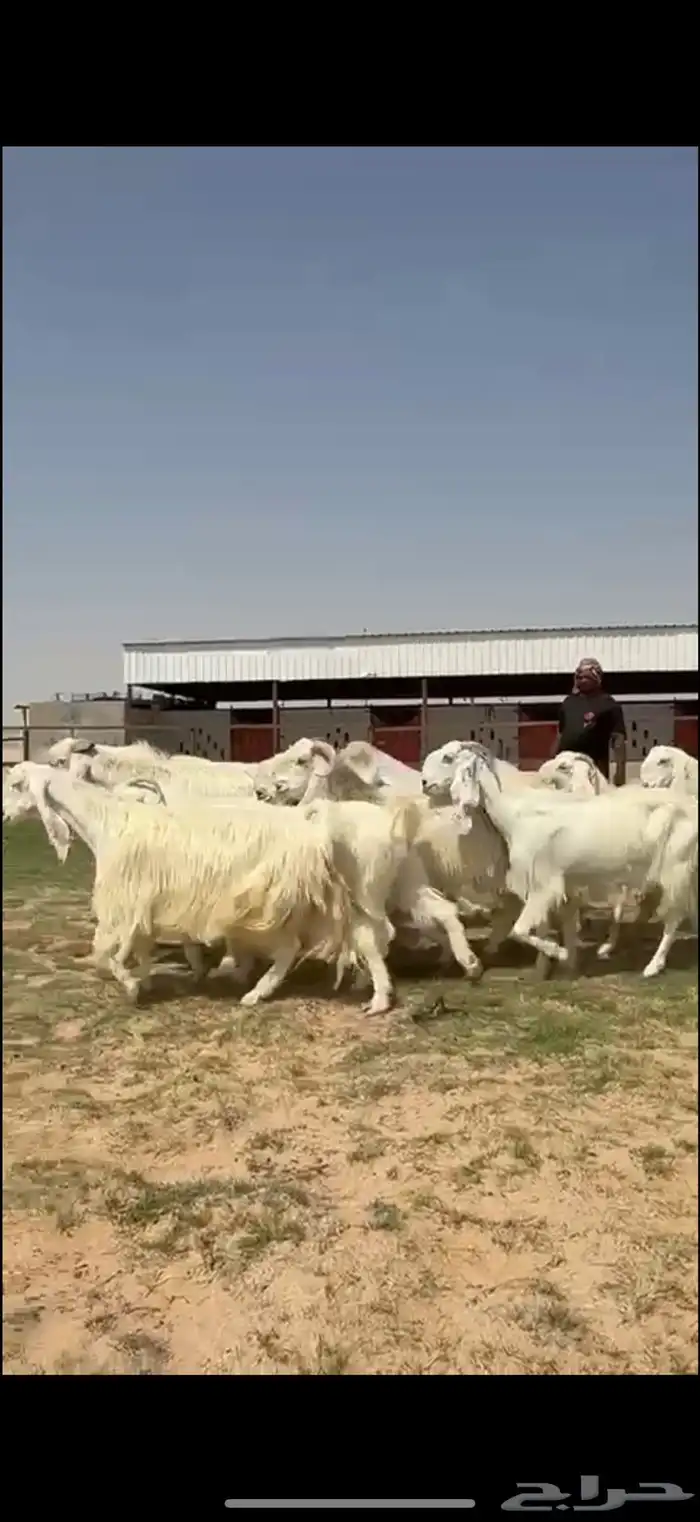 مشاريك فاخره ب الفحل خصم 6