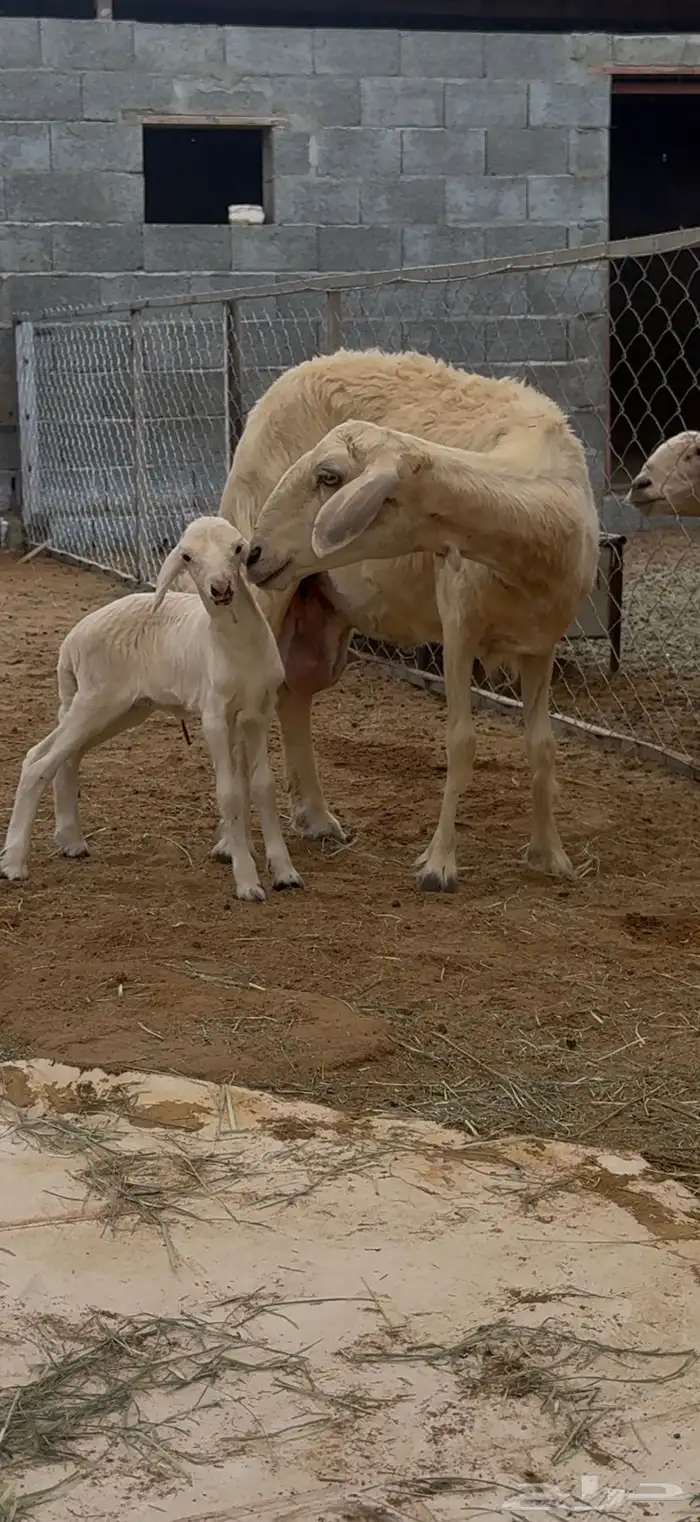 نعجة صفراء متبع 7